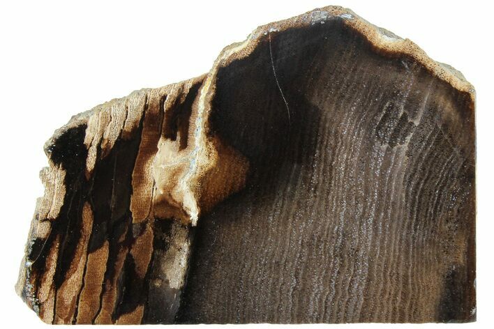 Polished, Petrified Wood (Metasequoia) Stand Up - Oregon #185142